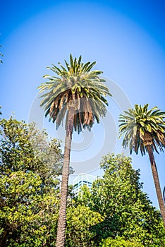 Sacramento california city skyline and street views photo