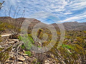 Sacramento Mountains along Indian Wells Trail in Alamogordo, New Mexico photo