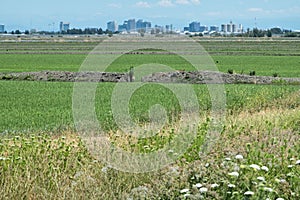 Sacramento skyline from Yolo Bypass Wildlife Area