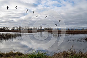 Sacramento wildlife landscape with flying geese
