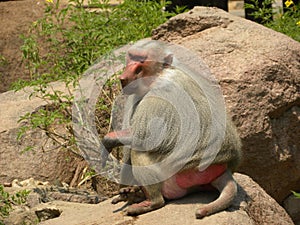 Sacred Baboon Papio hamadryas with rocks on the background