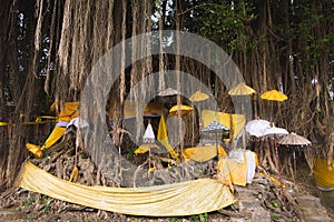 Sacred banyan tree