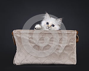 Sacred Birman cat kitten on black