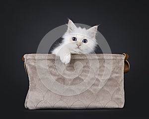 Sacred Birman cat kitten on black background