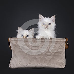 Sacred Birman cat kittens on black