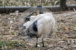 Sacred black and white ibis bird in aviary