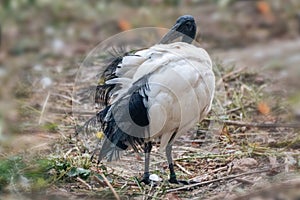 Sacred black and white ibis bird cleaning feathers