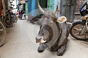 Sacred brown cow laying down and resting in a narrow street in Varanasi, India