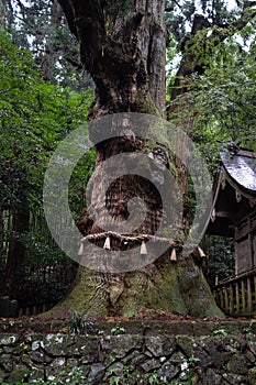 Sacred Cedar Tree at Ogosha Jinja Shrine in Yufuin, Japan