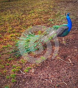 The Sacred and Colorful Peacock