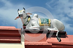 Sacred cow