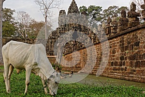 Sacred cow, Angkor Thom, Cambodia
