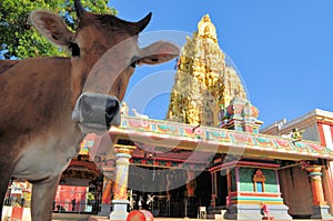 Sacred cow in front of Hindu temple, Sri Lanka