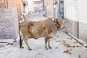 Sacred Cow in an indian village