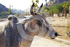 Sacred cow. Madhya Pradesh India, Asia