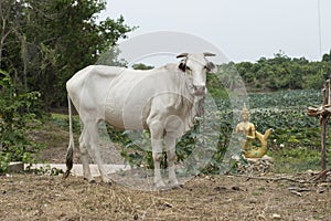 Sacred cow with a sculpture of a golden Siren. Battambang, Cambodia
