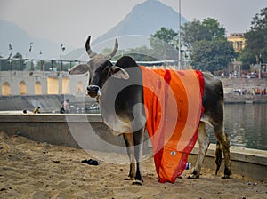 Sacred cow on street in Pushkar, India