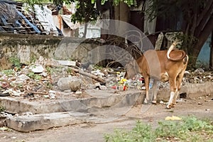 Sacred cow in th street india