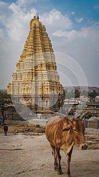 Sacred cow with Virupaksha Temple on the in hampi karnakata india