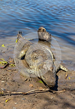 Sacred crocodile, Burkina Faso