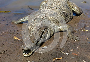 Sacred crocodile, Burkina Faso