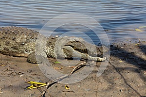 Sacred crocodile, Burkina Faso