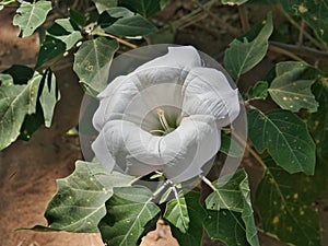 Sacred Datura Bloom (Solanaceae Datura Wrightii)