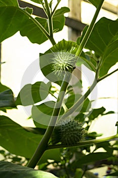 Sacred datura seed capsules on the plant - Datura wrightii thorn apple, wild plant in the garden