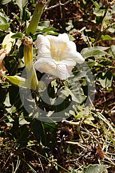 Sacred datura, a white poisoonus flower