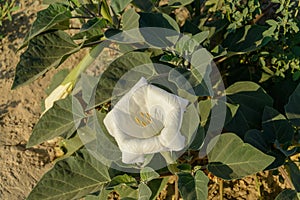 Sacred Datura wrightii or Jimson weed