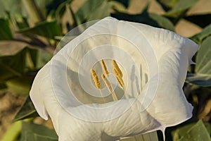 Sacred Datura wrightii or Jimson weed