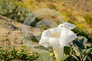 Sacred Datura wrightii or Jimson weed