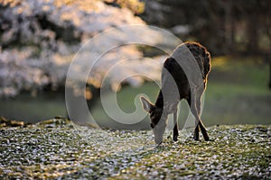 Sacred deer and cherry blossoms, Japan.