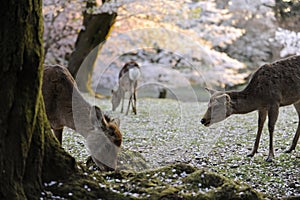 Sacred deer of Japan, during cherry blossom season
