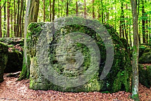 Sacred Druid Grove