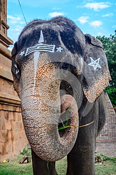 Sacred elephant in Hindu temple Brihadishwara