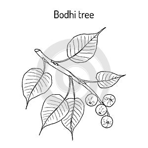 Sacred fig, or bodhi tree Ficus religiosa , medicinal plant