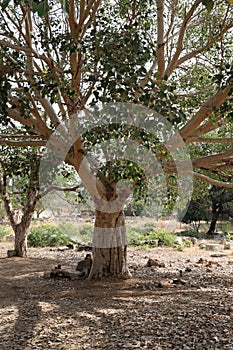 Sacred Fig (Ficus Religiosa) Tree near Tungabhadra River, Hampi, near Hospete, Karnataka, India