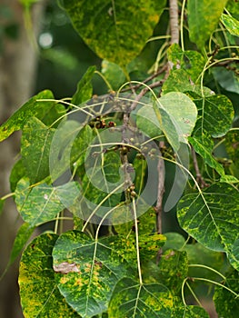 Sacred fig or Ficus religiosa's leaves photo