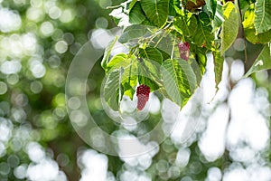Sacred fig fruit