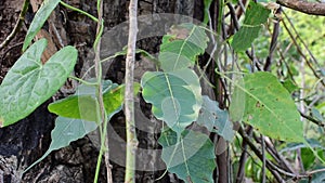 Sacred fig leaf