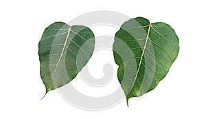 Sacred fig leaf