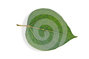 Sacred Fig leaf