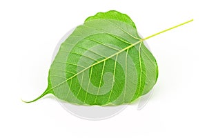 Sacred fig leaf (Ficus religiosa L. , Pipal Tree, Bohhi Tree, Bo