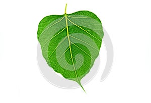 Sacred fig leaf (Ficus religiosa L. , Pipal Tree, Bohhi Tree, Bo