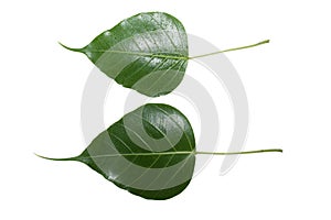 Sacred fig leaf (Ficus religiosa L. , Pipal Tree, Bohhi Tree, Bo Tree, Peepul ) isolated on white background