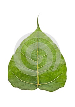 Sacred fig leaf