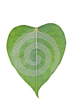 Sacred Fig leaf
