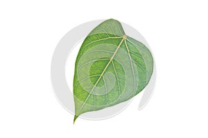Sacred Fig leaf
