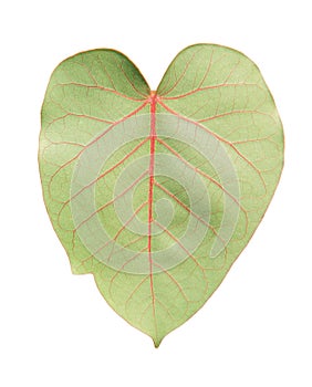 Sacred fig leaf isolated
